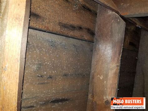 Attic Mold Removal Service - Mold Busters