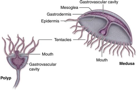 Cnidaria - My Life is a Zoo!!!