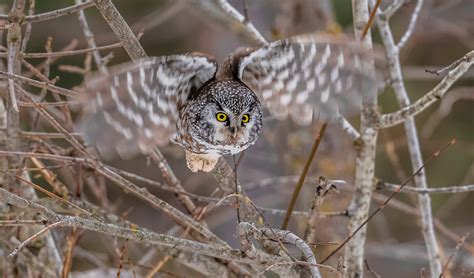 Boreal Owl | Audubon Field Guide