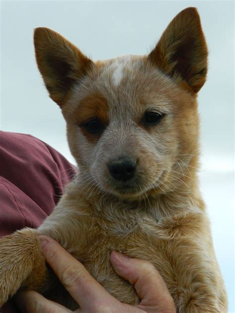 Perros bellos, Perros, Fotografias de perros