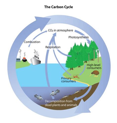 Carbon & water cycles - Biology Notes for IGCSE 2014