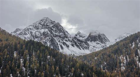 Free Stock Photo of Snow Mountains and Pine Trees | Download Free ...