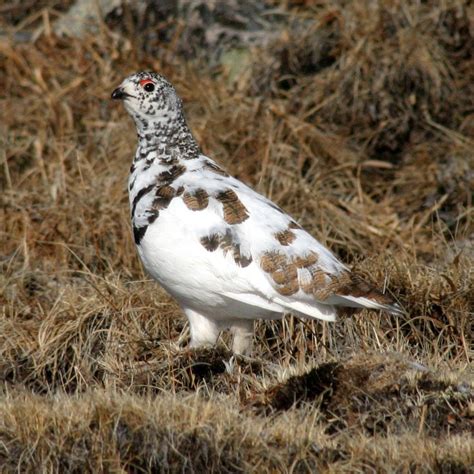 Study: Ptarmigan reproduction in Colorado varies, likely not linked to warming trends