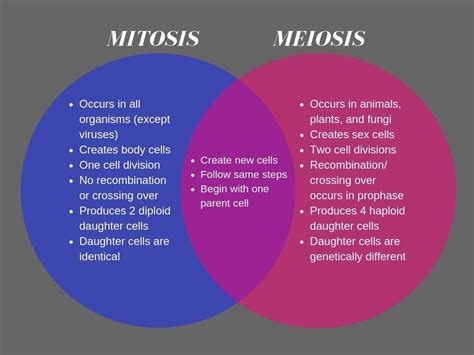 Importance Of Mitosis And Meiosis