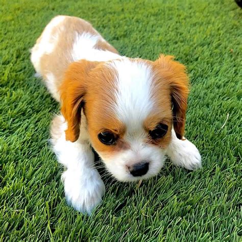 Teacup Cavalier King Charles Spaniel: The Ultimate Guide