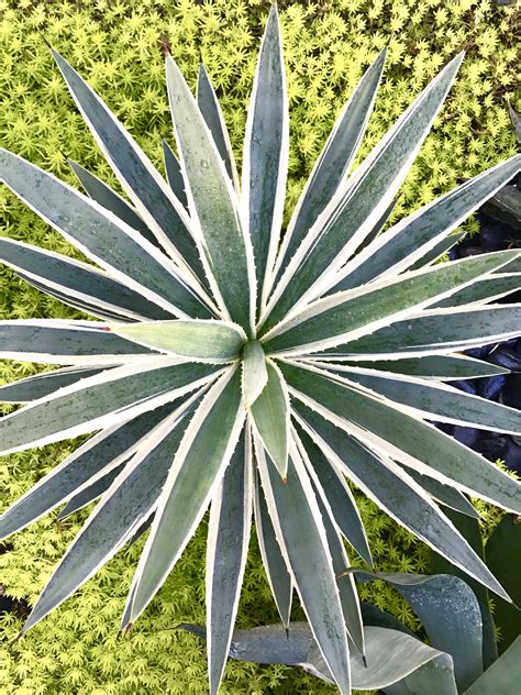 Agave Angustifolia (aka Caribbean Agave) | Agaves, Agave plant, Tropical landscape design