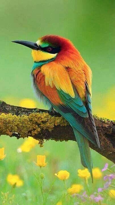 EL SALVADOR | Beautiful birds, Colorful birds, Bird pictures