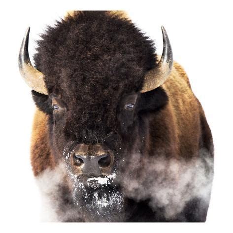 'Yellowstone Bison' Posters - Jason Savage | AllPosters.com | Buffalo ...