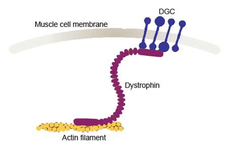 Simple Western Advances Cutting-Edge Duchenne Muscular Dystrophy Research