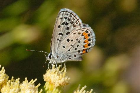 Blues Butterfly Pictures