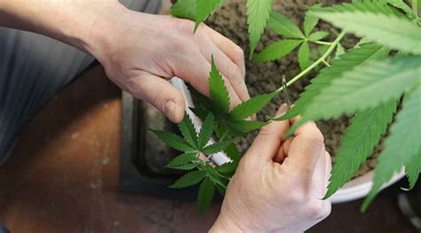 How to Prune a Cannabis Plant?