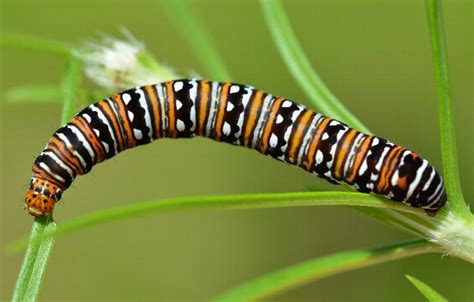 Larvae of Australian NOCTUIDAE