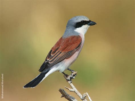 Red backed shrike - Alchetron, The Free Social Encyclopedia