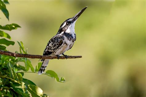 Hairy Woodpecker · Free Stock Photo