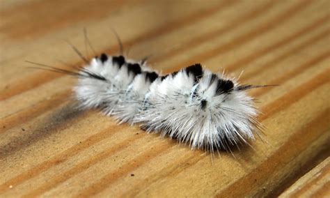 Hickory Tussock Moth Caterpillar | Kevin Harbin, Geek