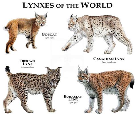 Lynx Wild Cat Breeds - Dogs And Cats Wallpaper