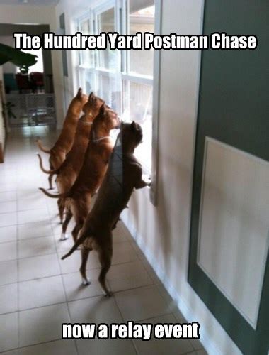 I Has A Hotdog - mailman - Funny Dog Pictures | Dog Memes | Puppy ...