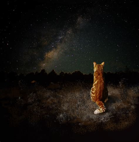 cats under the stars | Make It Interesting • Challenge No 2 … | Flickr