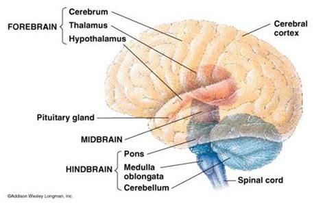 forebrain midbrain hindbrain | Study biology, Cognitive psychology, Brain anatomy