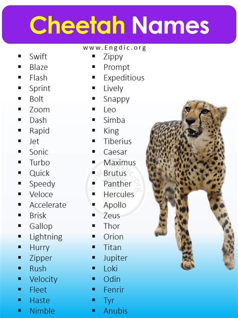 300+ Best Names For Cheetah (Male, Female, Cute, Funny) - EngDic