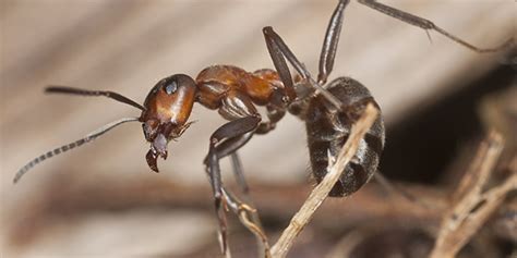 Ants | National Wildlife Federation