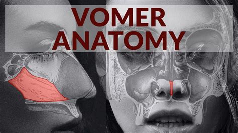 Vomer | Anatomy, relations and articulations - YouTube