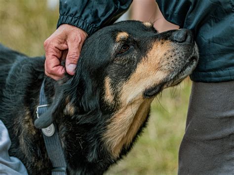 Rottweiler Behavior Problems: Solutions for Common Challenges | Fortail Rottweiler