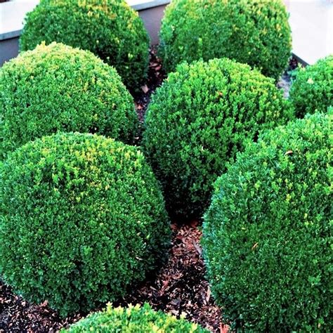 Buxus sempervirens - Warners Nurseries