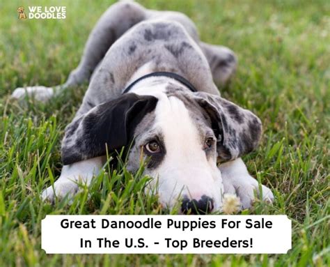 Great Danoodle Puppies For Sale: Top 6 Breeders! (2024) - We Love Doodles