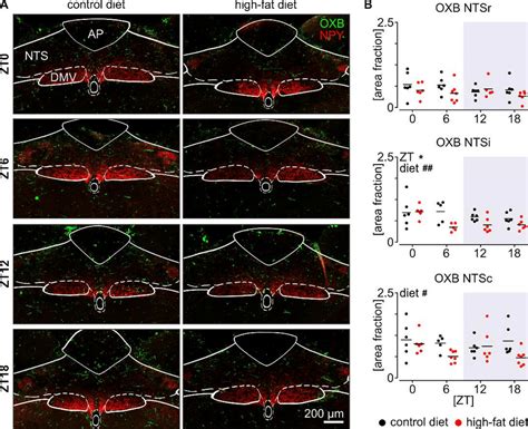 Short-term high fat diet (HFD) downregulates orexinergic... | Download Scientific Diagram