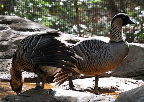 Calico's Nest: Denver Zoo Birds!