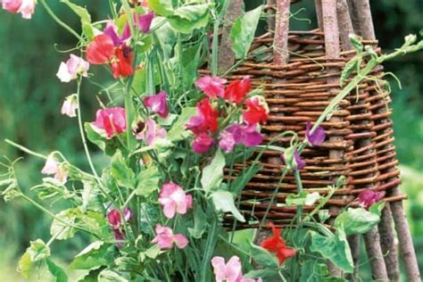 Sweet Pea Trellis Ideas - Thuem Garden Plant