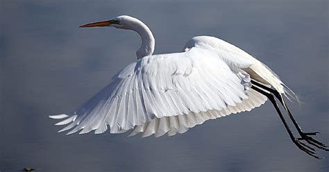 Free picture: white bird, wildlife, heron, great egret, flight, feather, animal, beak