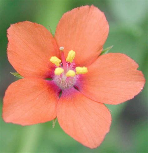 Scarlet Pimpernel (Anagallis avensis) - 01 - Wild Flowers of Sleepy ...