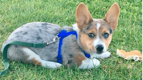 Blue Heeler Corgi Mix (AKA The Cowboy Corgi): Complete Guide