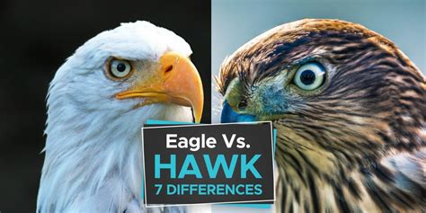 Eagle vs Hawk [The 7 Important Differences to Learn] - Birdwatching Buzz