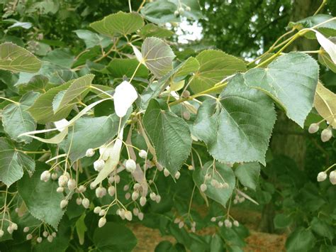 Linden Tree Identification