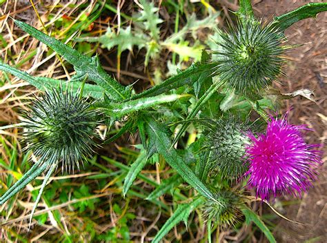 Top 7 Invasive Weeds in the SF Bay Area – Gardeners' Guild SF Bay Area Full Service Landscaping