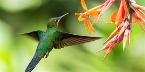 Recipe for Homemade Hummingbird Nectar | Garden Gate Magazine Magazine