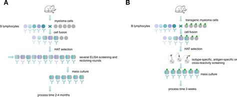 Schematic overview about conventional hybridoma technology compared... | Download Scientific Diagram