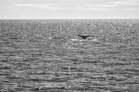 Whale watching australia Stock Photos, Royalty Free Whale watching australia Images | Depositphotos