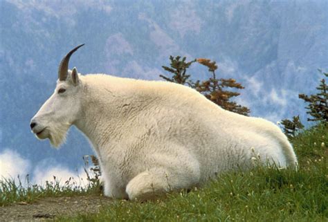 Eight Facts About Mountain Goats You Should Know - National Forest Foundation