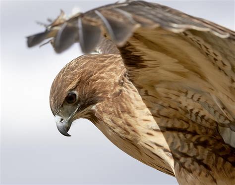 Look Up! Top Spots to Hawk Watch in Connecticut | Audubon Connecticut