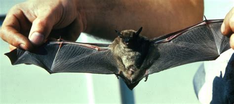 Creature Feature: Little Brown Bat - Raritan Headwaters