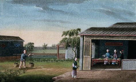 A Tea Plantation in China: Female Workers Trim the Harvested Leaves which Are Brought to Them in ...