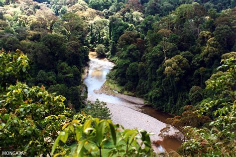 In Malaysian Borneo's rainforests, powerful state governments set their ...