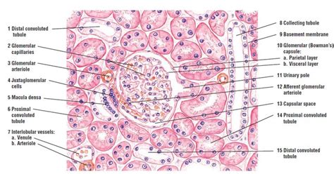 Glomerular Basement Membrane Histology