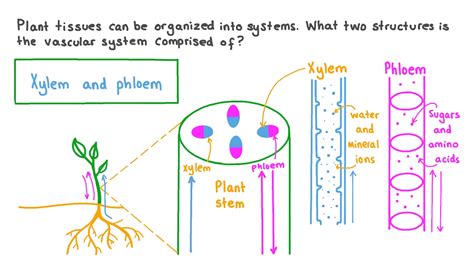 Question Video: Describing the Composition of the Vascular System | Nagwa