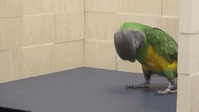 Funny animal gifs - part 182 (10 gifs) | Amazing Creatures