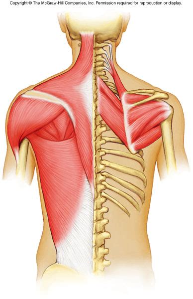 Axial Muscles - ProProfs Quiz